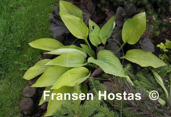 Hosta Miki