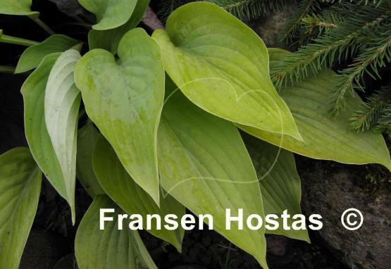 Hosta Miki