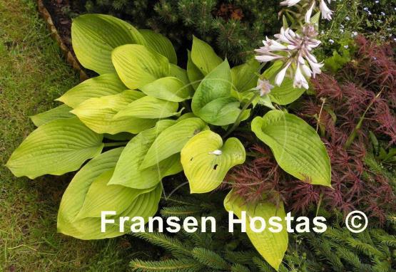 Hosta Miki