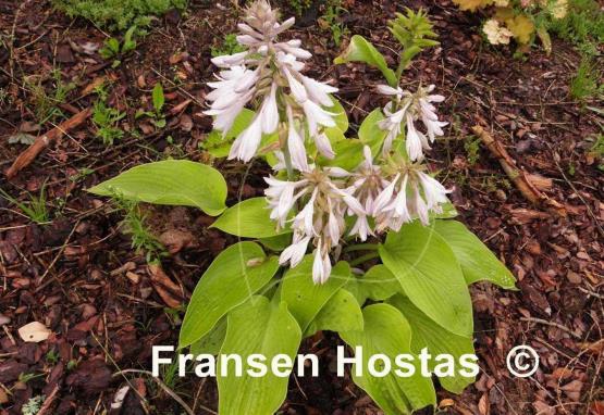 Hosta Miki