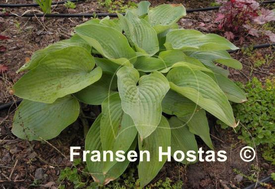 Hosta Miki