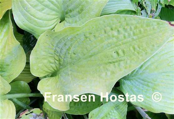 Hosta Miki