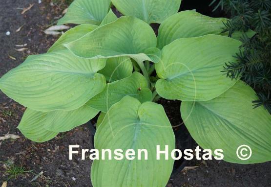 Hosta Miki