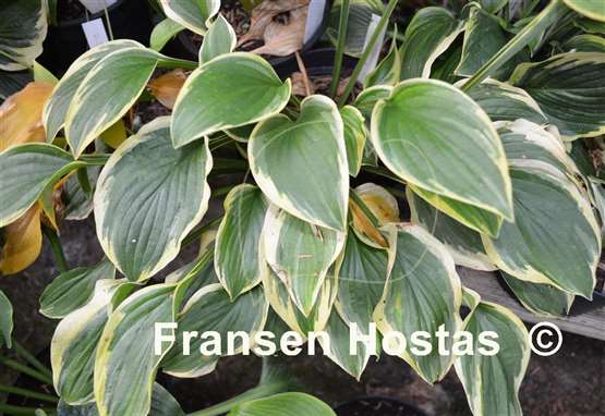 Hosta Mildred Seaver