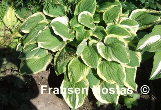 Hosta Mildred Seaver