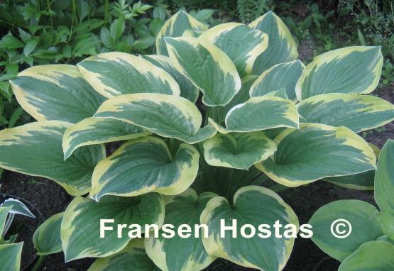 Hosta Mildred Seaver