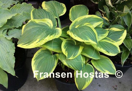 Hosta Mildred Seaver