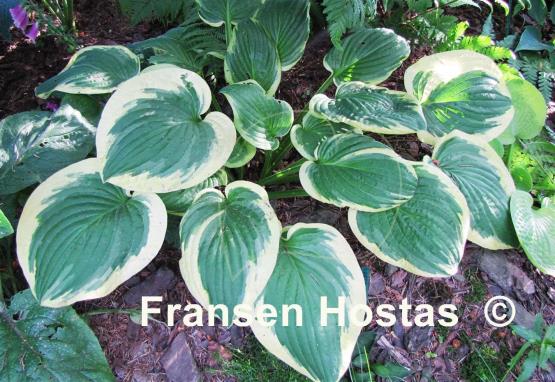 Hosta Mildred Seaver