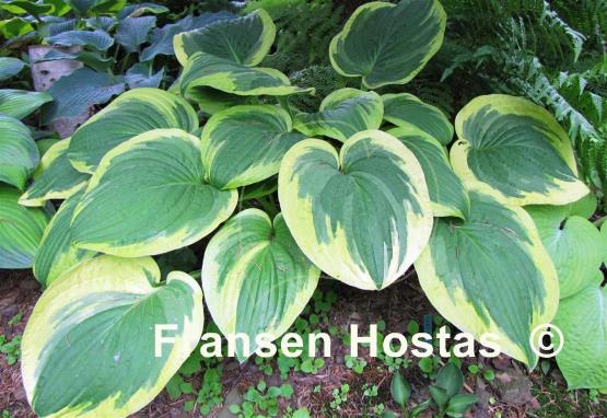 Hosta Mildred Seaver