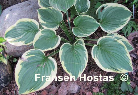 Hosta Mildred Seaver