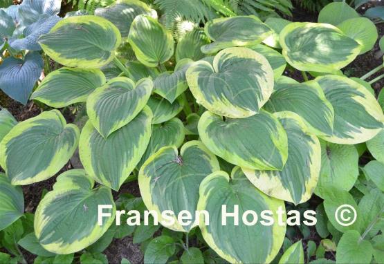 Hosta Mildred Seaver