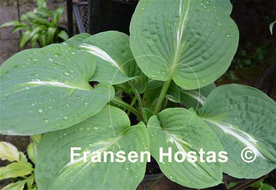 Hosta Milk Road