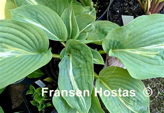 Hosta Milk Road