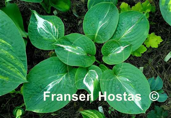 Hosta Milk Road