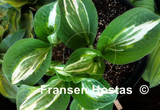 Hosta Milk Road