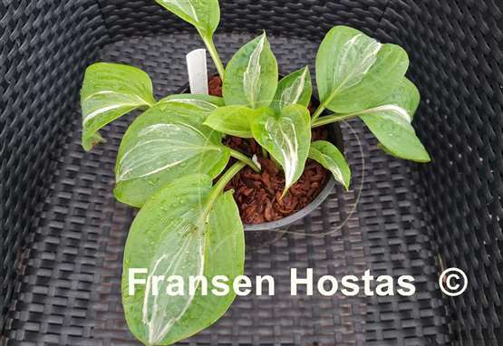 Hosta Milk Road