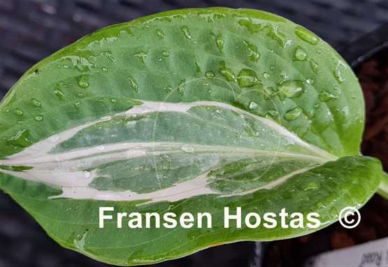 Hosta Milk Road