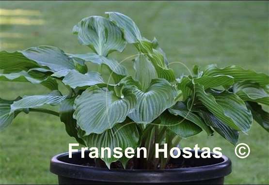 Hosta Mill's Repechage