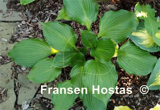 Hosta Mill's Repechage