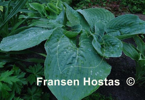 Hosta Millennium