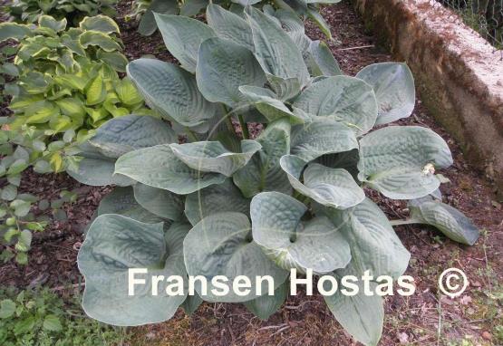 Hosta Millennium
