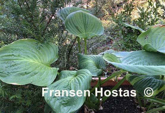 Hosta Millennium