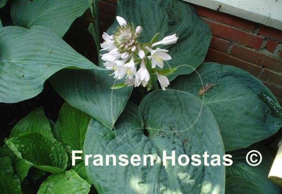 Hosta Millennium