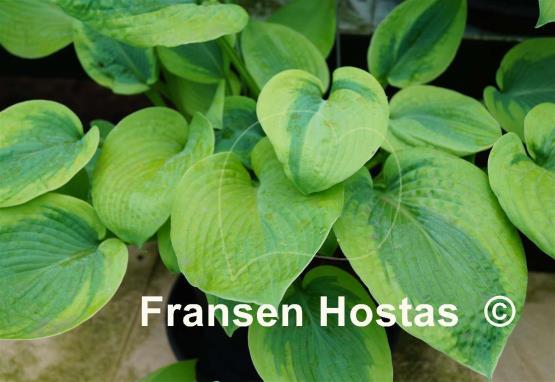 Hosta Millie's Memoirs