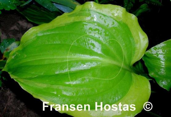 Hosta Ming Treasure