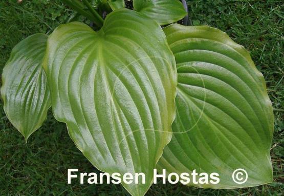 Hosta Ming Treasure