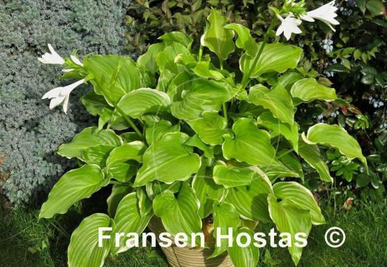 Hosta Ming Treasure