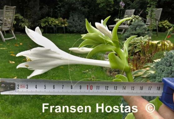 Hosta Ming Treasure