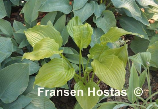 Hosta Ming Treasure