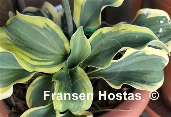 Hosta Mini Skirt