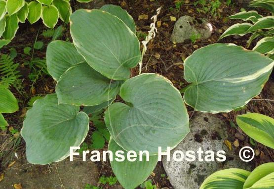 Hosta Minke