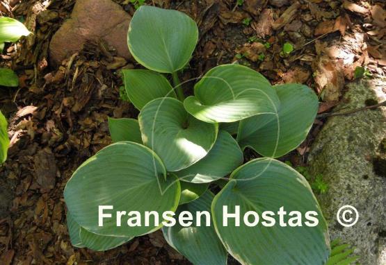 Hosta Minke