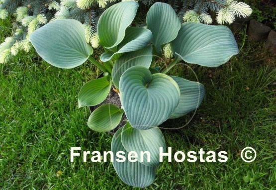 Hosta Minke