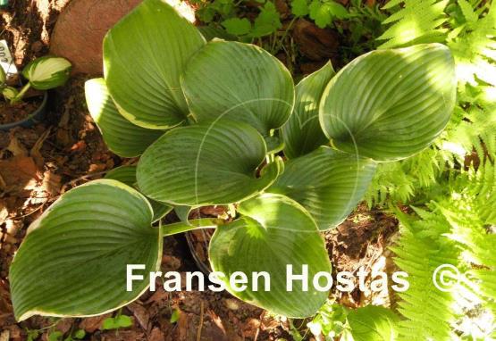 Hosta Minke