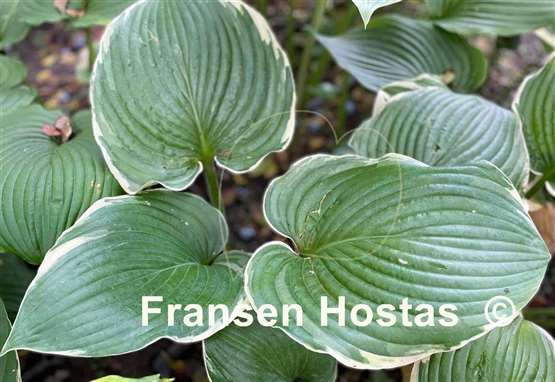 Hosta Minke