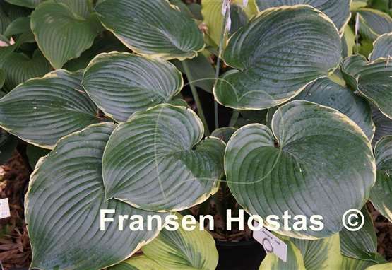 Hosta Minke