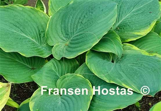 Hosta Minke