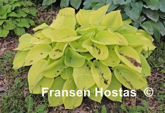 Hosta Minnesota Moon