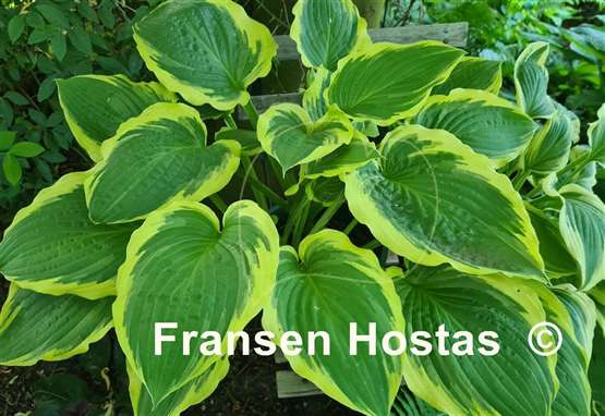 Hosta Minnesota Wild 