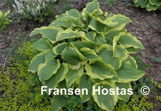 Hosta Minnesota Wild