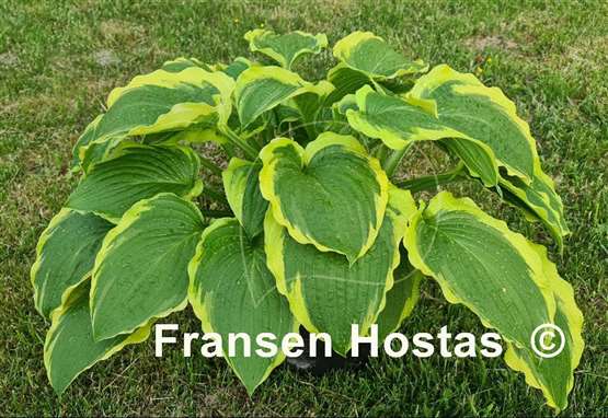 Hosta Minnesota Wild