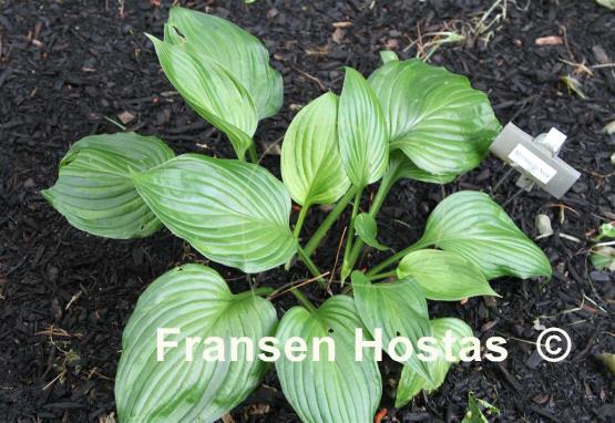 Hosta Minnesota Nice