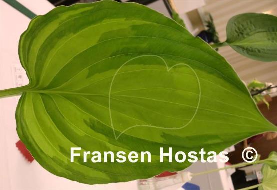 Hosta Minnesota Nice