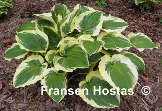 Hosta Minnesota Wild