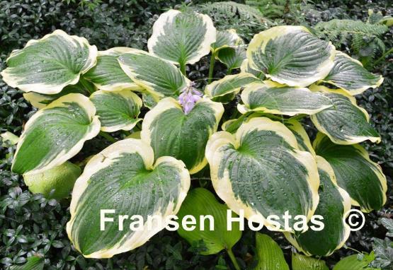 Hosta Minnesota Wild