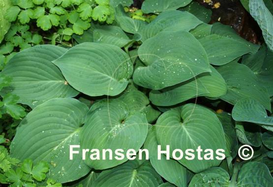 Hosta Minnie Klopping